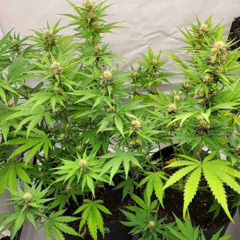 Banana Purple Punch Automatic growlog timeline photo