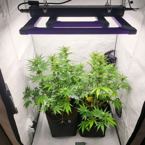 Banana Purple Punch Automatic growlog timeline photo