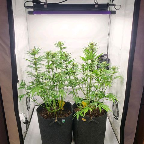 Banana Purple Punch Automatic growlog timeline photo