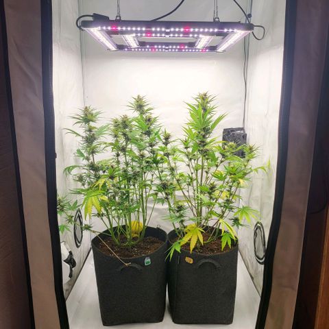 Banana Purple Punch Automatic growlog timeline photo