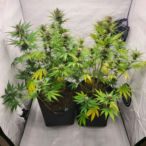 Banana Purple Punch Automatic growlog timeline photo
