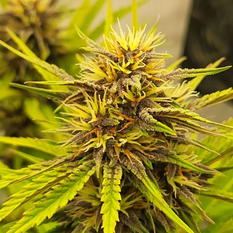 Banana Purple Punch Automatic growlog timeline photo