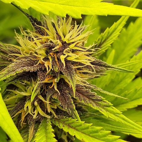 Banana Purple Punch Automatic growlog timeline photo