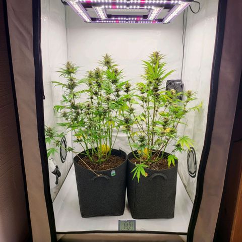 Banana Purple Punch Automatic growlog timeline photo