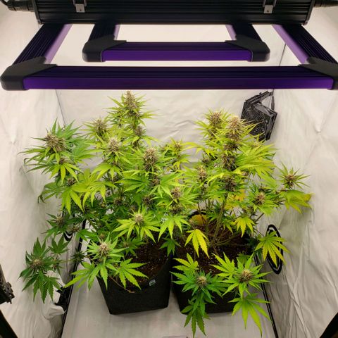 Banana Purple Punch Automatic growlog timeline photo