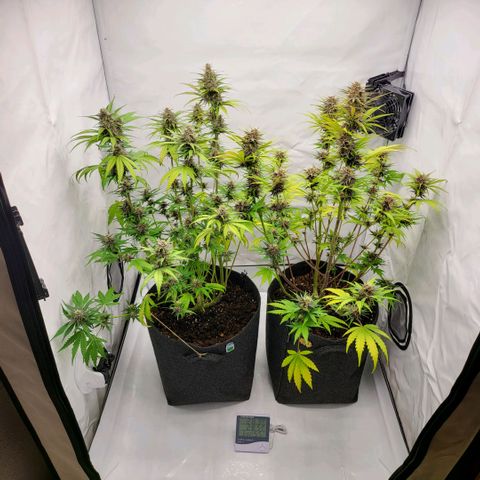 Banana Purple Punch Automatic growlog timeline photo