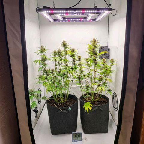 Banana Purple Punch Automatic growlog timeline photo