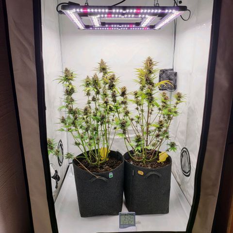 Banana Purple Punch Automatic growlog timeline photo
