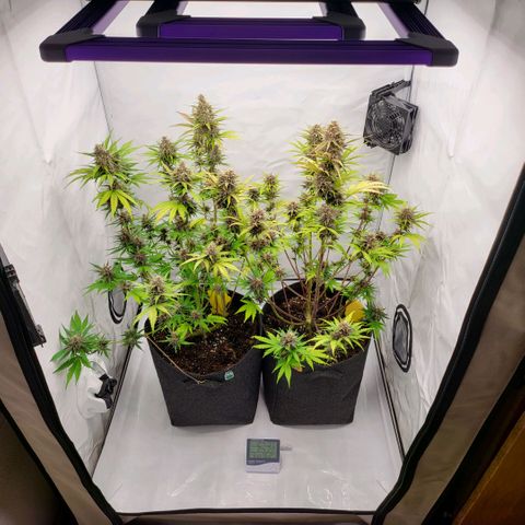Banana Purple Punch Automatic growlog timeline photo