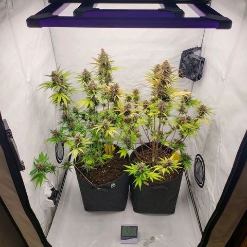 Banana Purple Punch Automatic growlog timeline photo