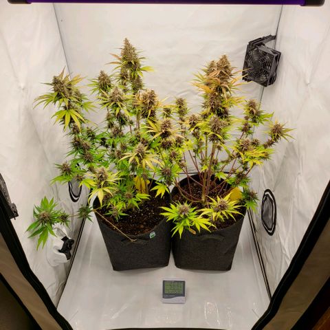 Banana Purple Punch Automatic growlog timeline photo