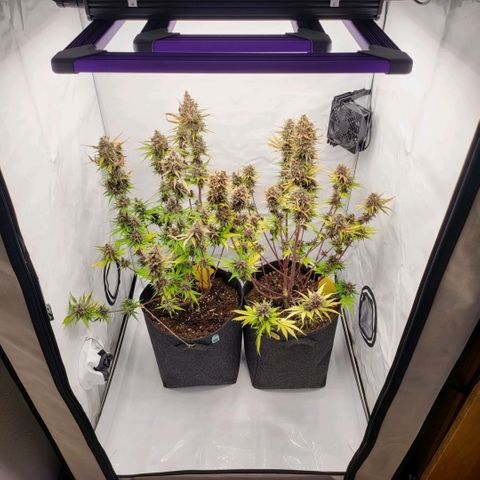 Banana Purple Punch Automatic growlog timeline photo