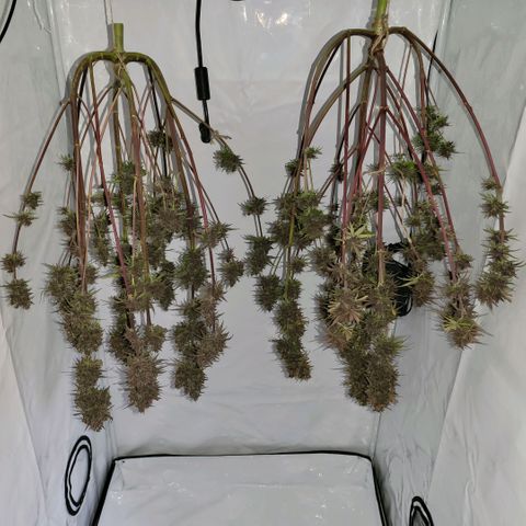 Banana Purple Punch Automatic growlog timeline photo