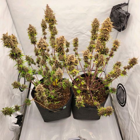 Banana Purple Punch Automatic growlog timeline photo