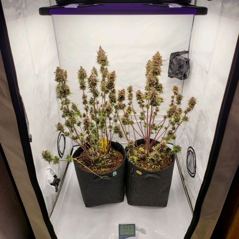 Banana Purple Punch Automatic growlog timeline photo