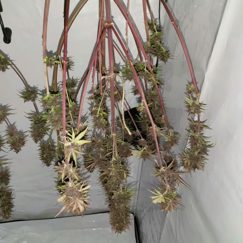 Banana Purple Punch Automatic growlog timeline photo