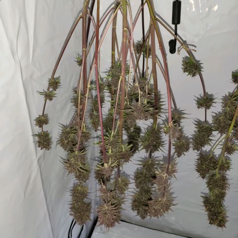 Banana Purple Punch Automatic growlog timeline photo