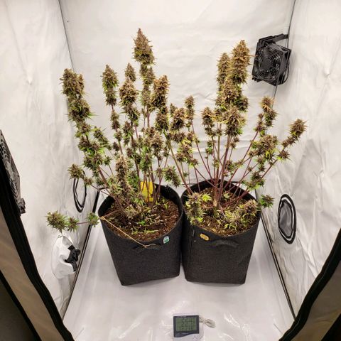 Banana Purple Punch Automatic growlog timeline photo