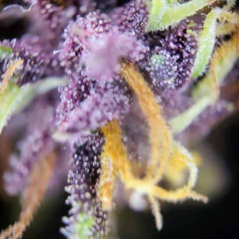 Banana Purple Punch Automatic growlog timeline photo