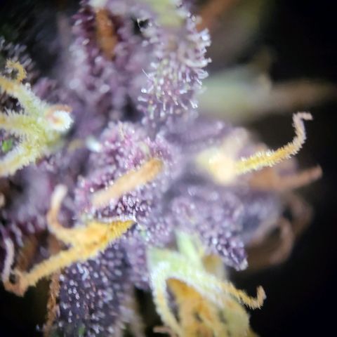 Banana Purple Punch Automatic growlog timeline photo