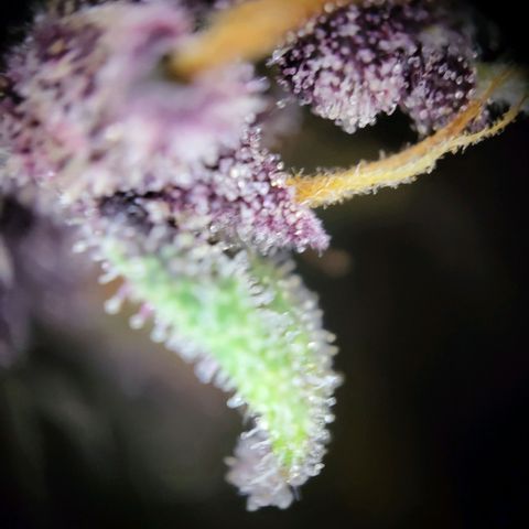 Banana Purple Punch Automatic growlog timeline photo