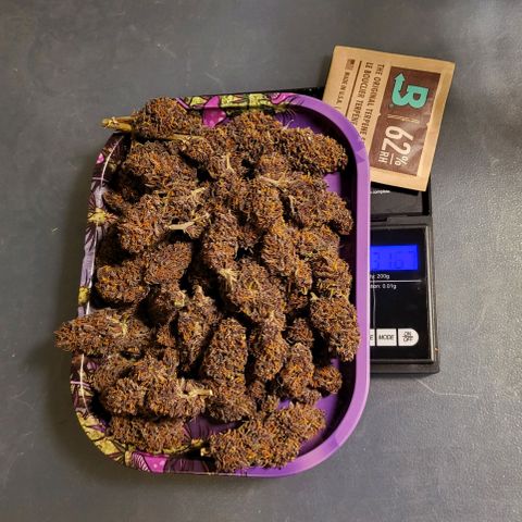 Banana Purple Punch Automatic growlog timeline photo