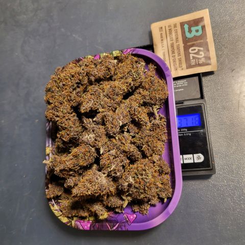 Banana Purple Punch Automatic growlog timeline photo