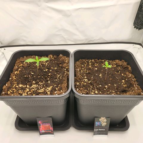 Happy Hour - Wizard Tree's growlog timeline photo