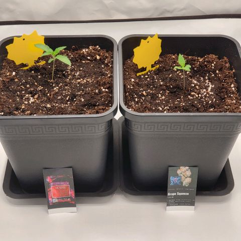 Happy Hour - Wizard Tree's growlog timeline photo