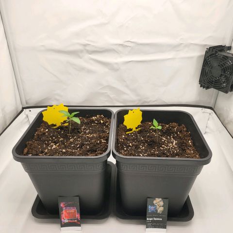 Happy Hour - Wizard Tree's growlog timeline photo