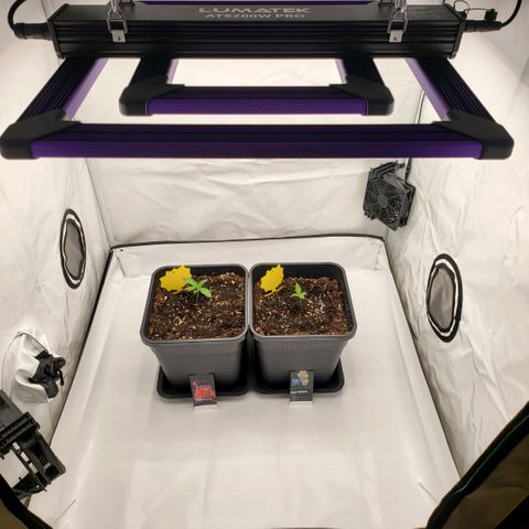 Grape Squeeze - Nine Weeks Harvest growlog timeline photo