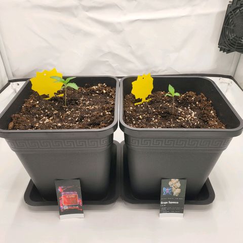 Grape Squeeze - Nine Weeks Harvest growlog timeline photo