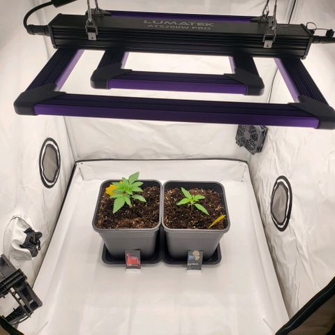 Happy Hour - Wizard Tree's growlog timeline photo
