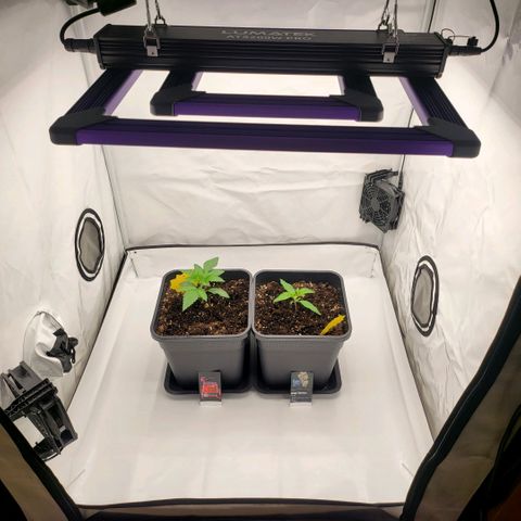 Happy Hour - Wizard Tree's growlog timeline photo