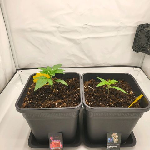 Happy Hour - Wizard Tree's growlog timeline photo