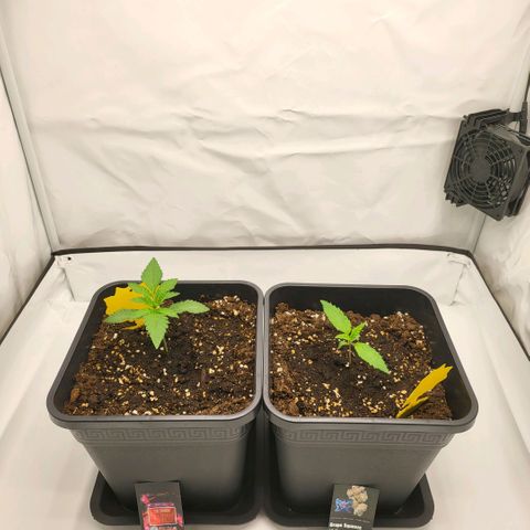 Grape Squeeze - Nine Weeks Harvest growlog timeline photo