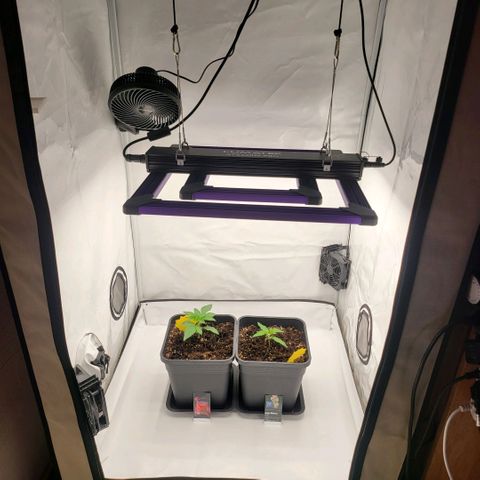 Grape Squeeze - Nine Weeks Harvest growlog timeline photo