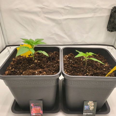 Grape Squeeze - Nine Weeks Harvest growlog timeline photo