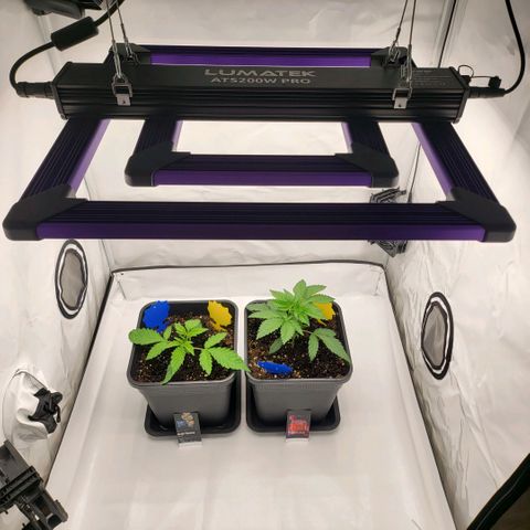 Grape Squeeze - Nine Weeks Harvest growlog timeline photo