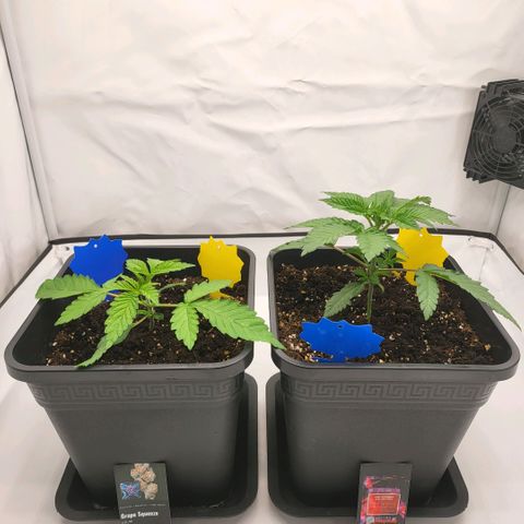 Happy Hour - Wizard Tree's growlog timeline photo