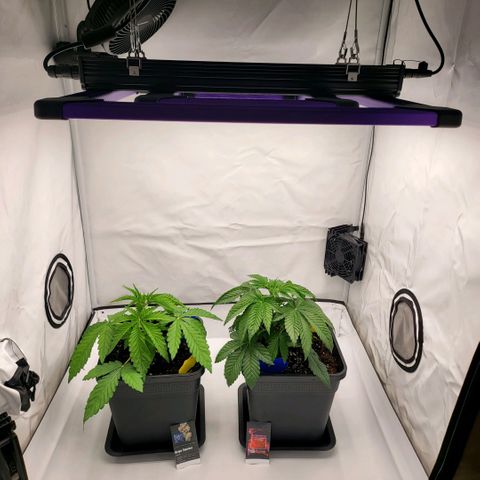 Happy Hour - Wizard Tree's growlog timeline photo