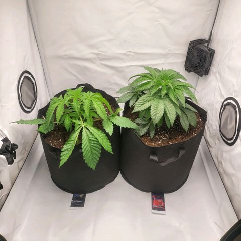 Happy Hour - Wizard Tree's growlog timeline photo