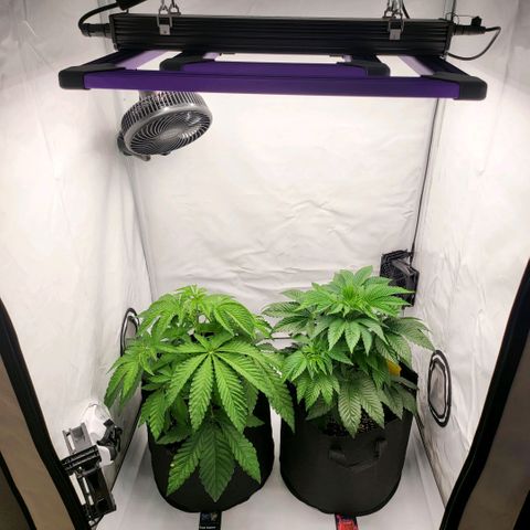 Happy Hour - Wizard Tree's growlog timeline photo