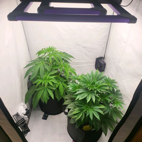 Grape Squeeze - Nine Weeks Harvest growlog timeline photo