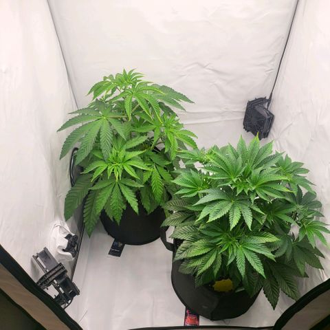 Grape Squeeze - Nine Weeks Harvest growlog timeline photo