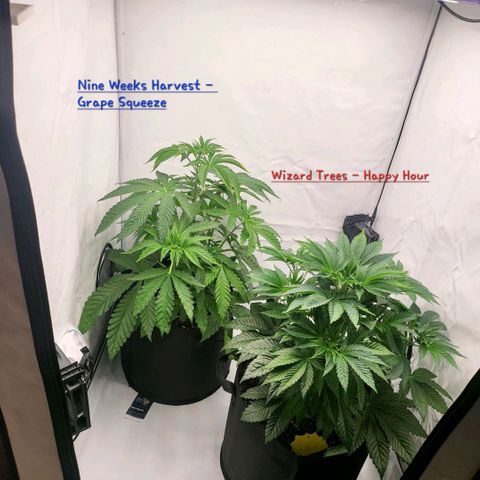 Happy Hour - Wizard Tree's growlog timeline photo