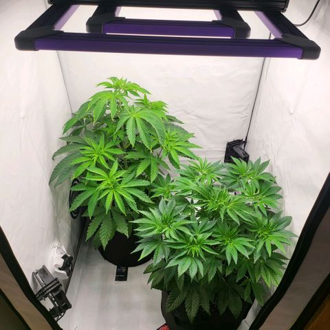 Grape Squeeze - Nine Weeks Harvest growlog timeline photo