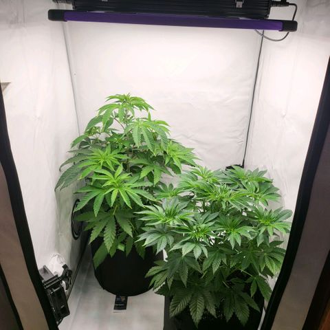 Happy Hour - Wizard Tree's growlog timeline photo