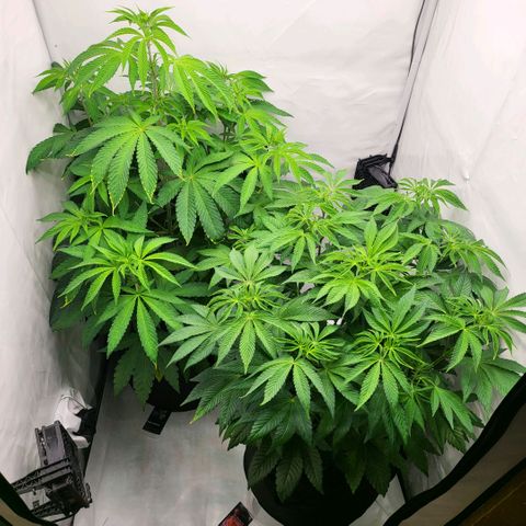 Happy Hour - Wizard Tree's growlog timeline photo