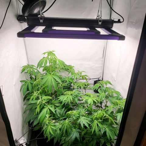 Grape Squeeze - Nine Weeks Harvest growlog timeline photo